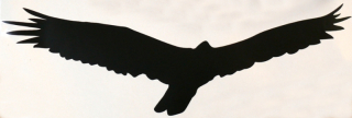HARMONY silueta dravec černá - samolepící fólie - 340 mm
